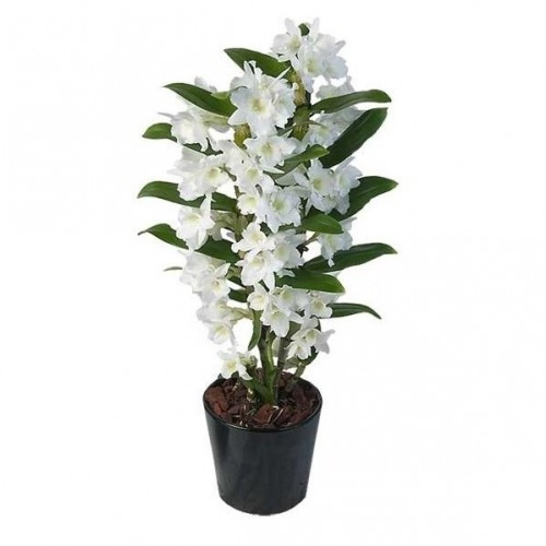 orhideie-dendrobium