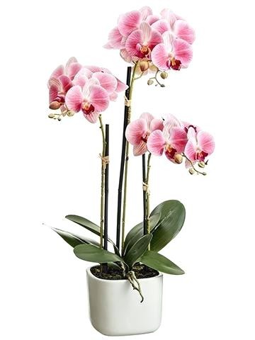 orhideie-alb-roz-3-crengute