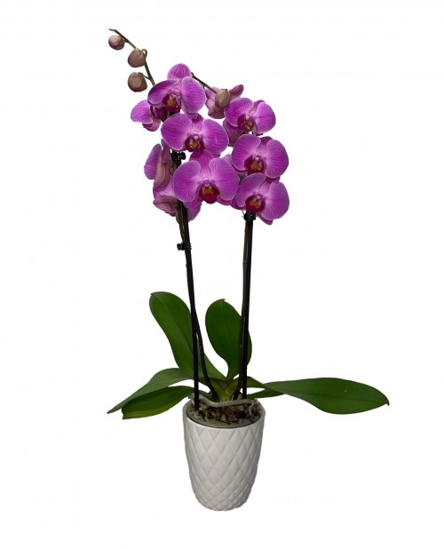 orhideie-violet-2-crengute